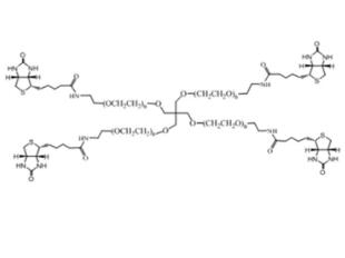 四臂聚乙二醇生物素,四臂PEG生物素4arm-PEG-Biotin 