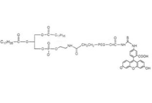 二硬脂酰磷脂酰乙酰胺PEG荧光素FITC-PEG-DSPE;二硬脂酰磷脂酰乙酰胺聚乙二醇荧光素 